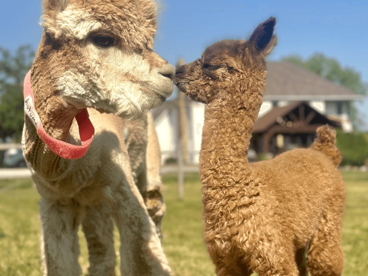 Fluffy alpaca at Majestic Meadows petting zoo Ohio