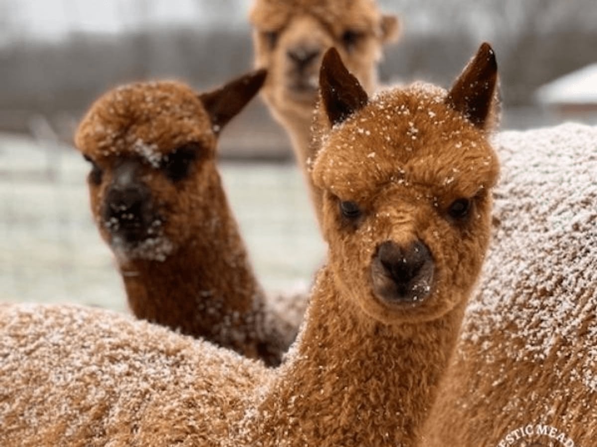 Alpaca at Majestic Meadows Alpacas family farm Medina Ohio