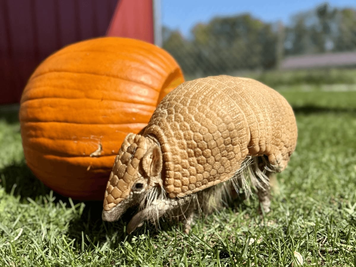 Three-banded armadillo at Majestic Meadows Alpacas petting zoo Medina Ohio