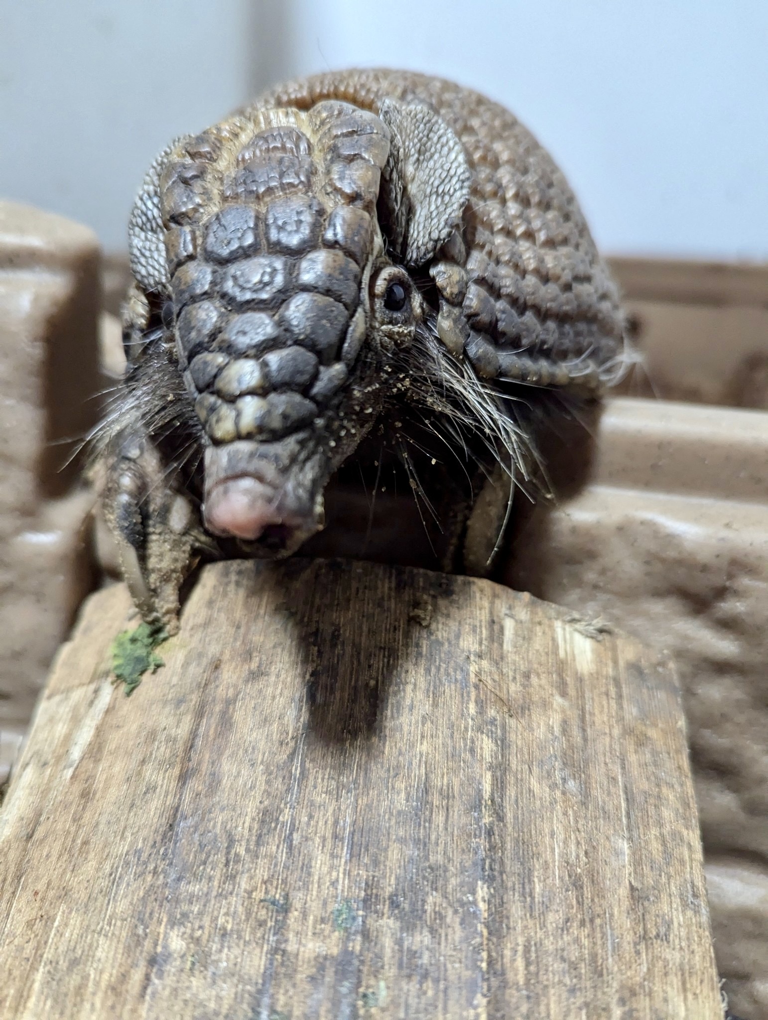Three-banded armadillo encounter at Majestic Meadows Alpacas