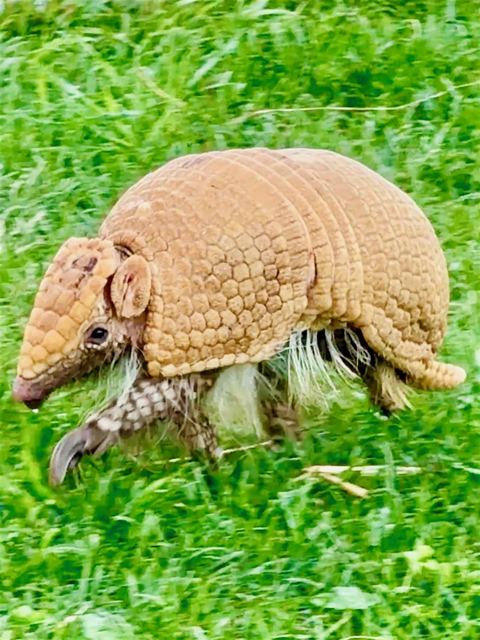 Armadillo rolled into ball at Majestic Meadows Ohio petting zoo