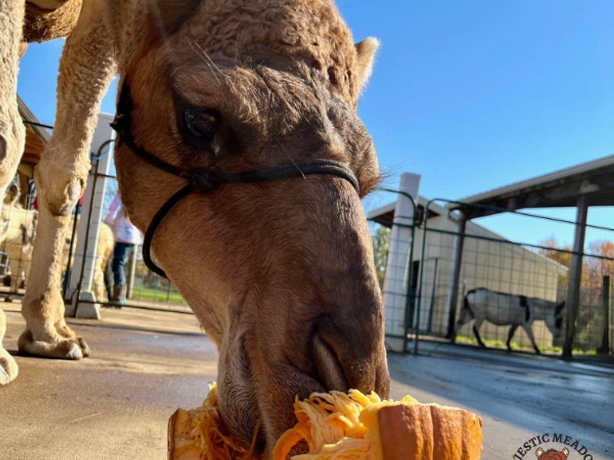 Camel closeup at Majestic Meadows Alpacas Ohio