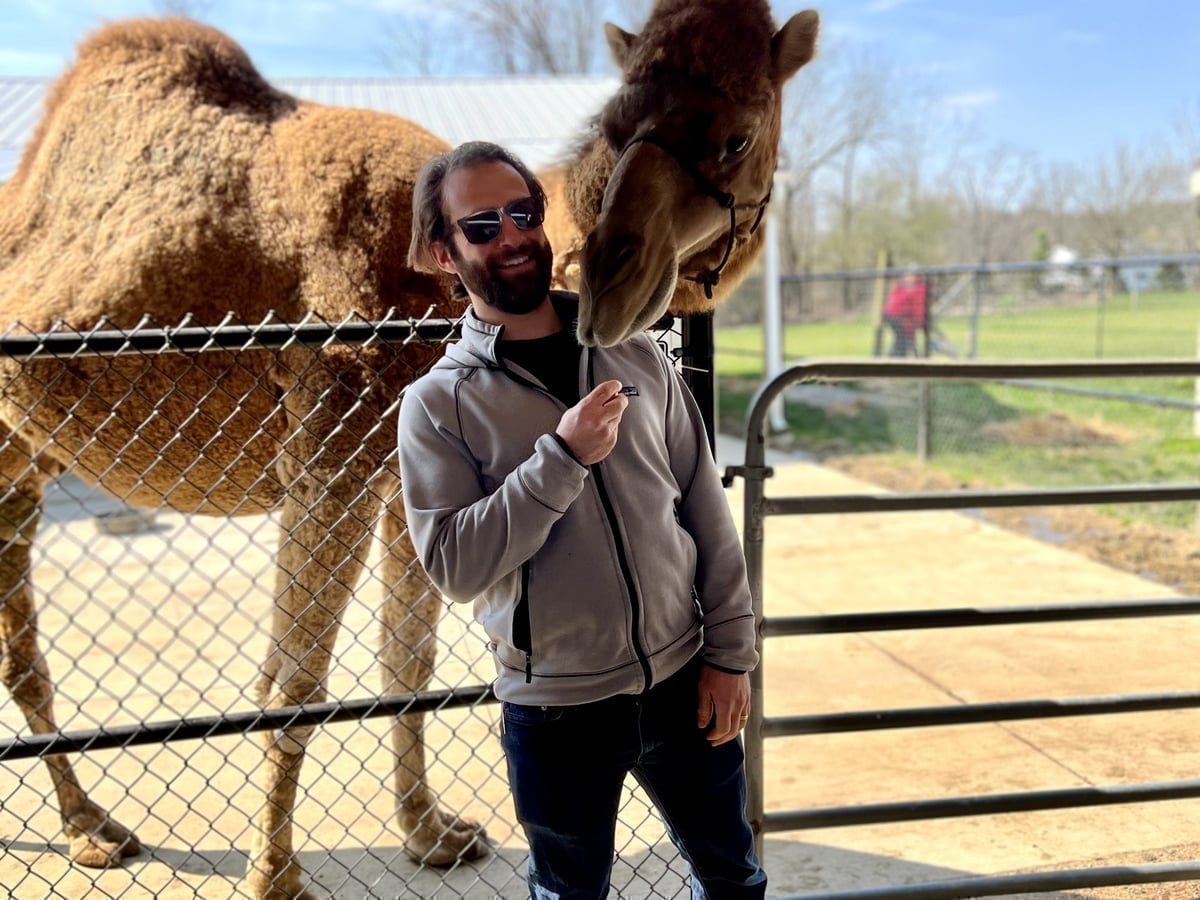 Feeding camels at Majestic Meadows Alpacas petting zoo