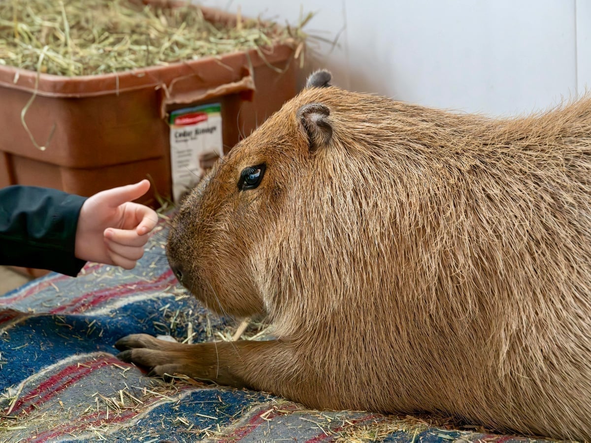 Friendly capybara at Majestic Meadows family farm Medina
