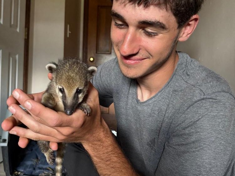 Coatimundi closeup at Majestic Meadows Alpacas petting zoo
