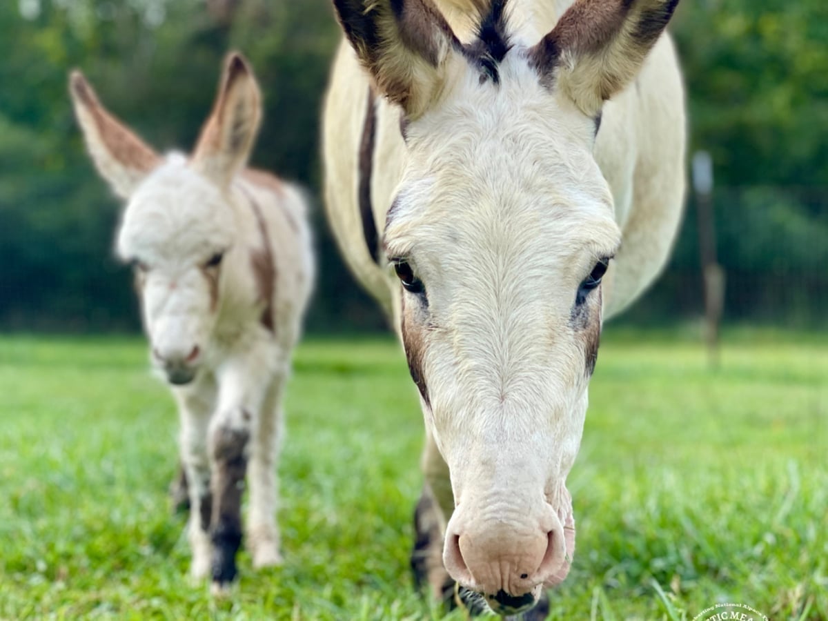 Miniature Mediterranean donkey at Majestic Meadows Alpacas petting zoo Medina Ohio