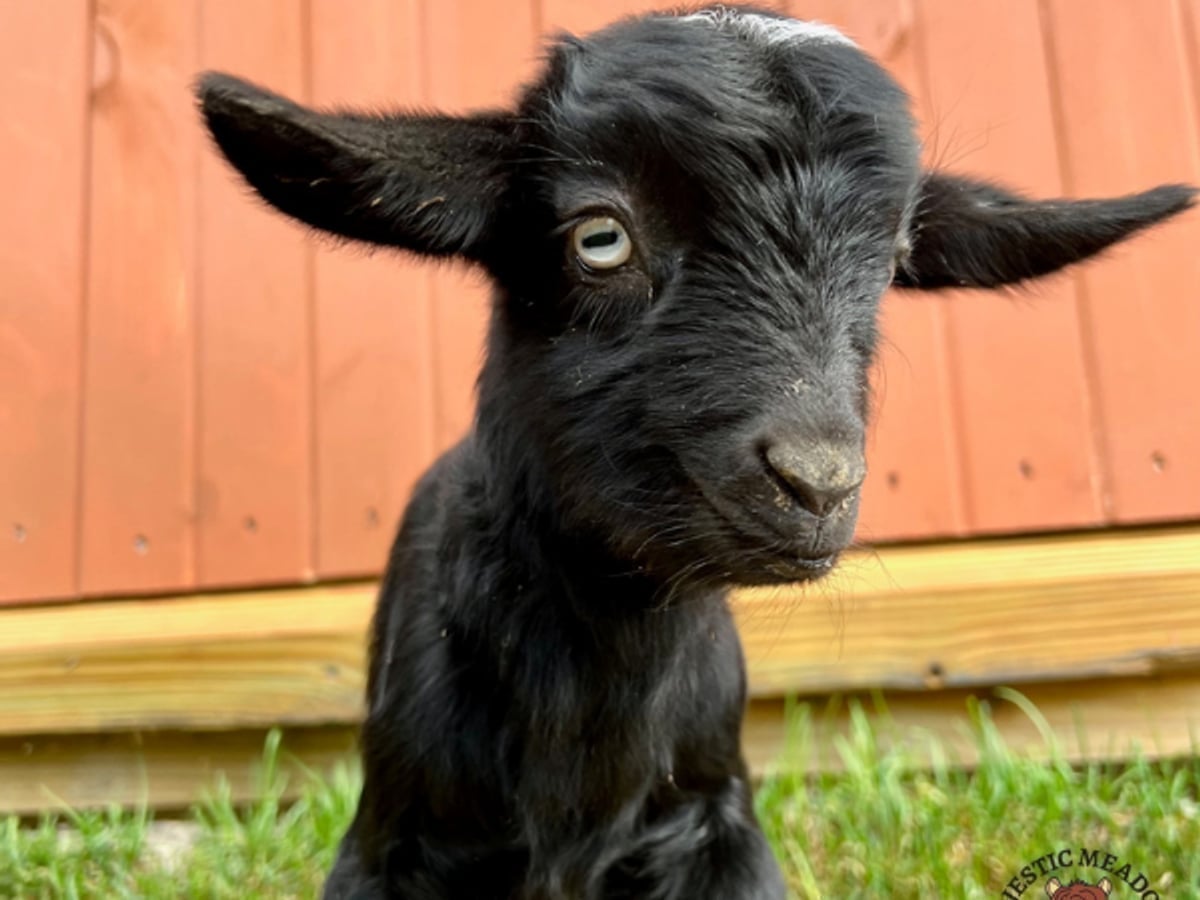 Nigerian Dwarf goat at Majestic Meadows Alpacas petting zoo Medina Ohio
