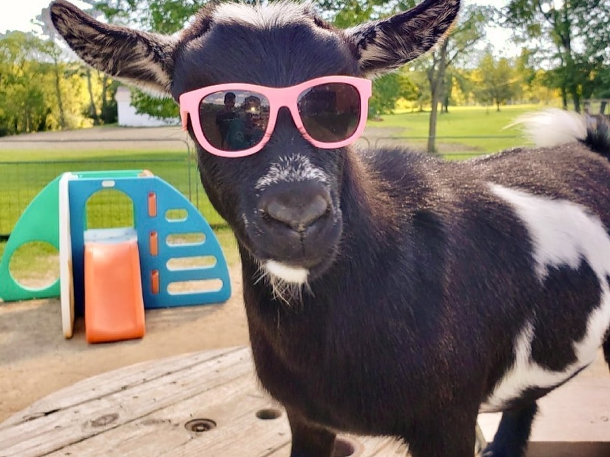 Baby goat kid at Majestic Meadows family farm Medina