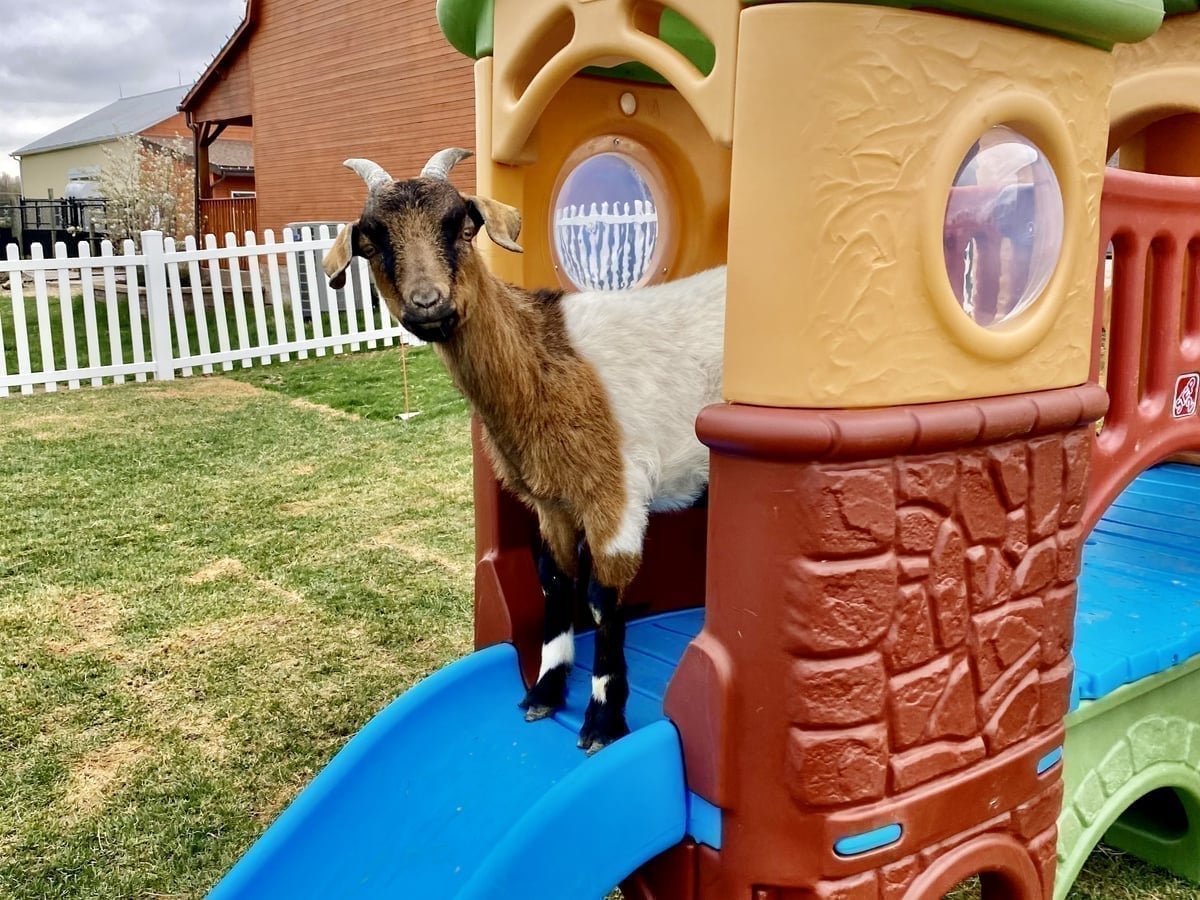 Playful goat at Majestic Meadows Alpacas Ohio