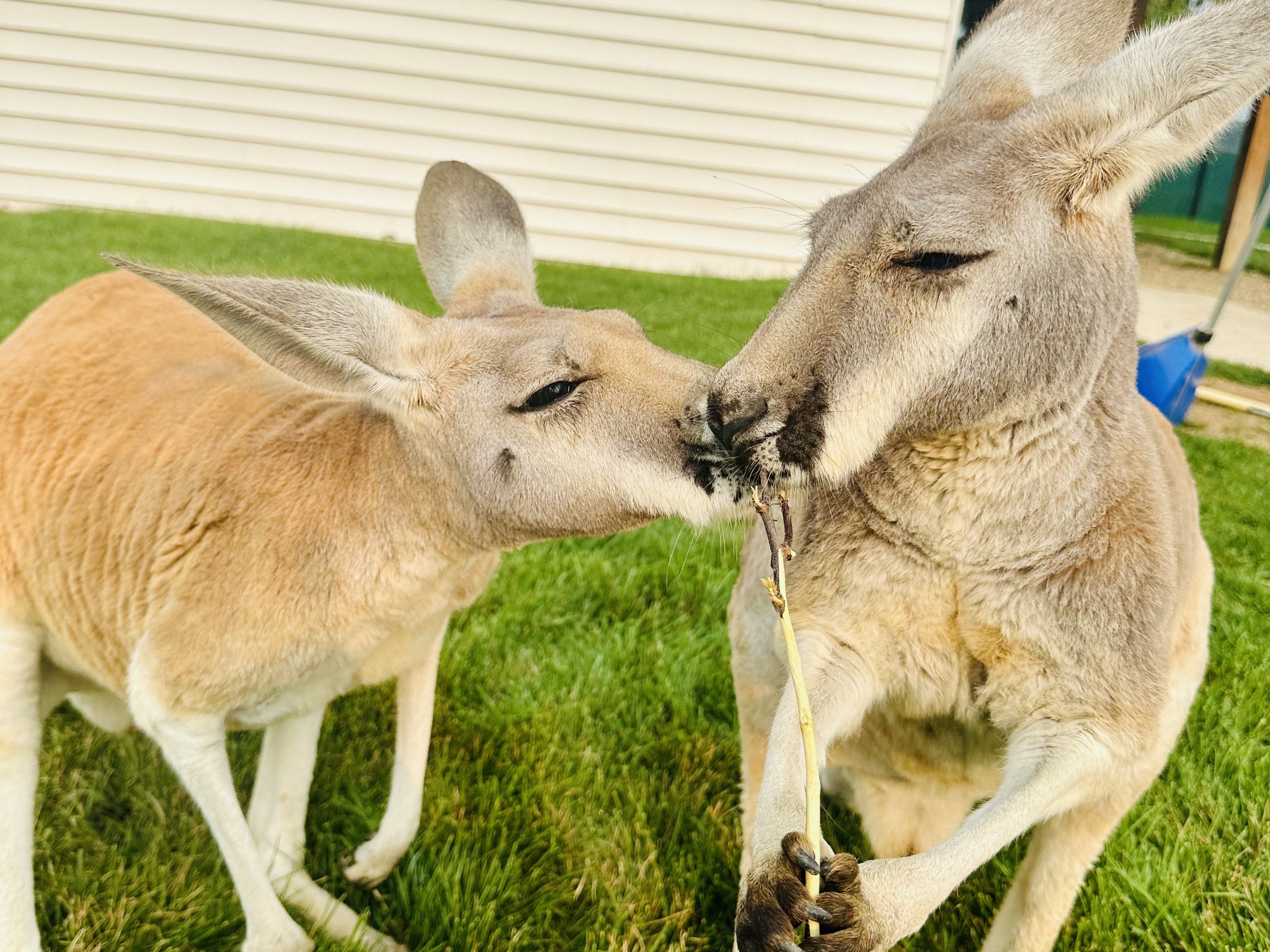 Kangaroo encounter at Majestic Meadows Alpacas petting zoo