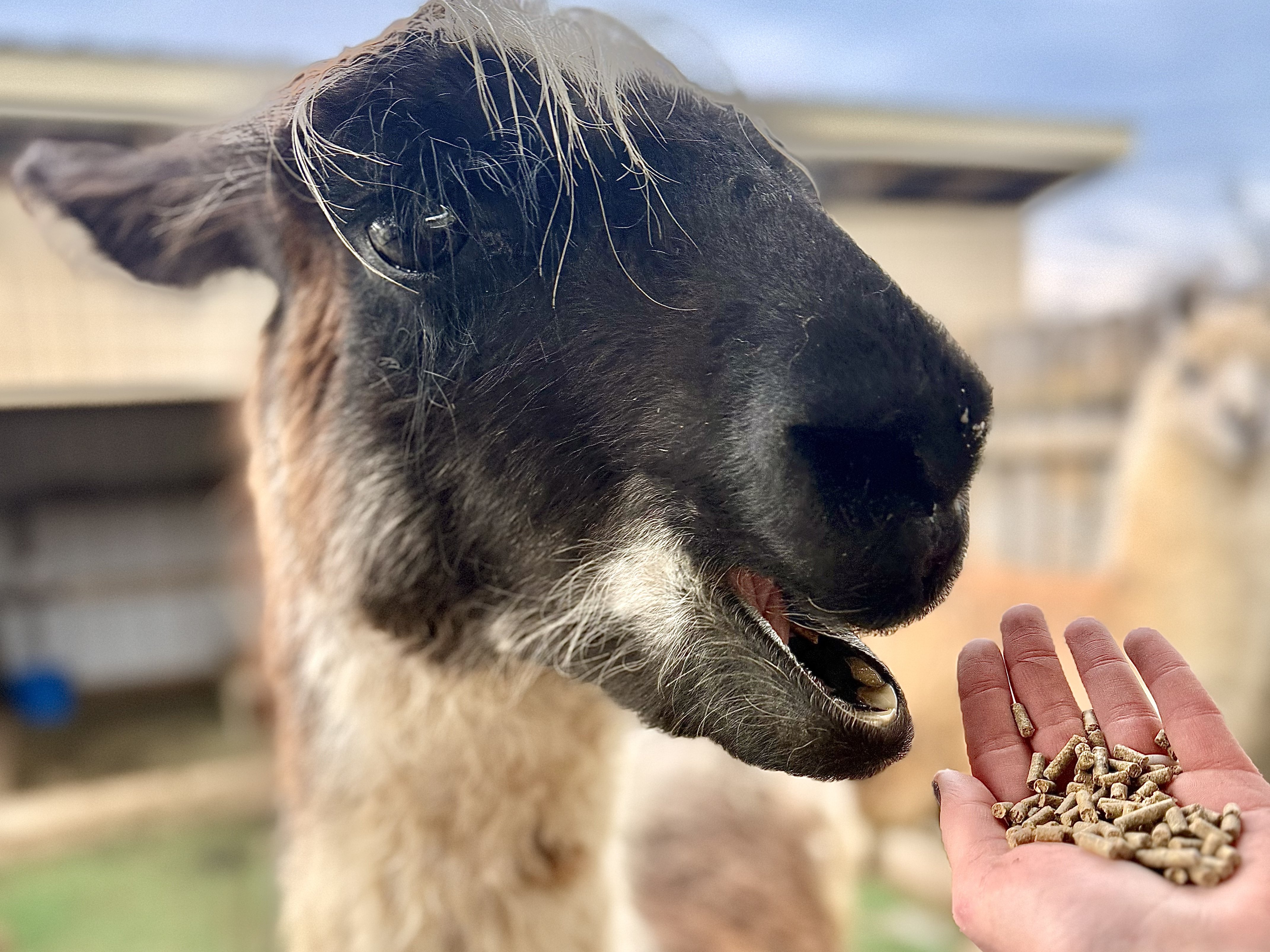 Llama closeup at Majestic Meadows family farm Medina