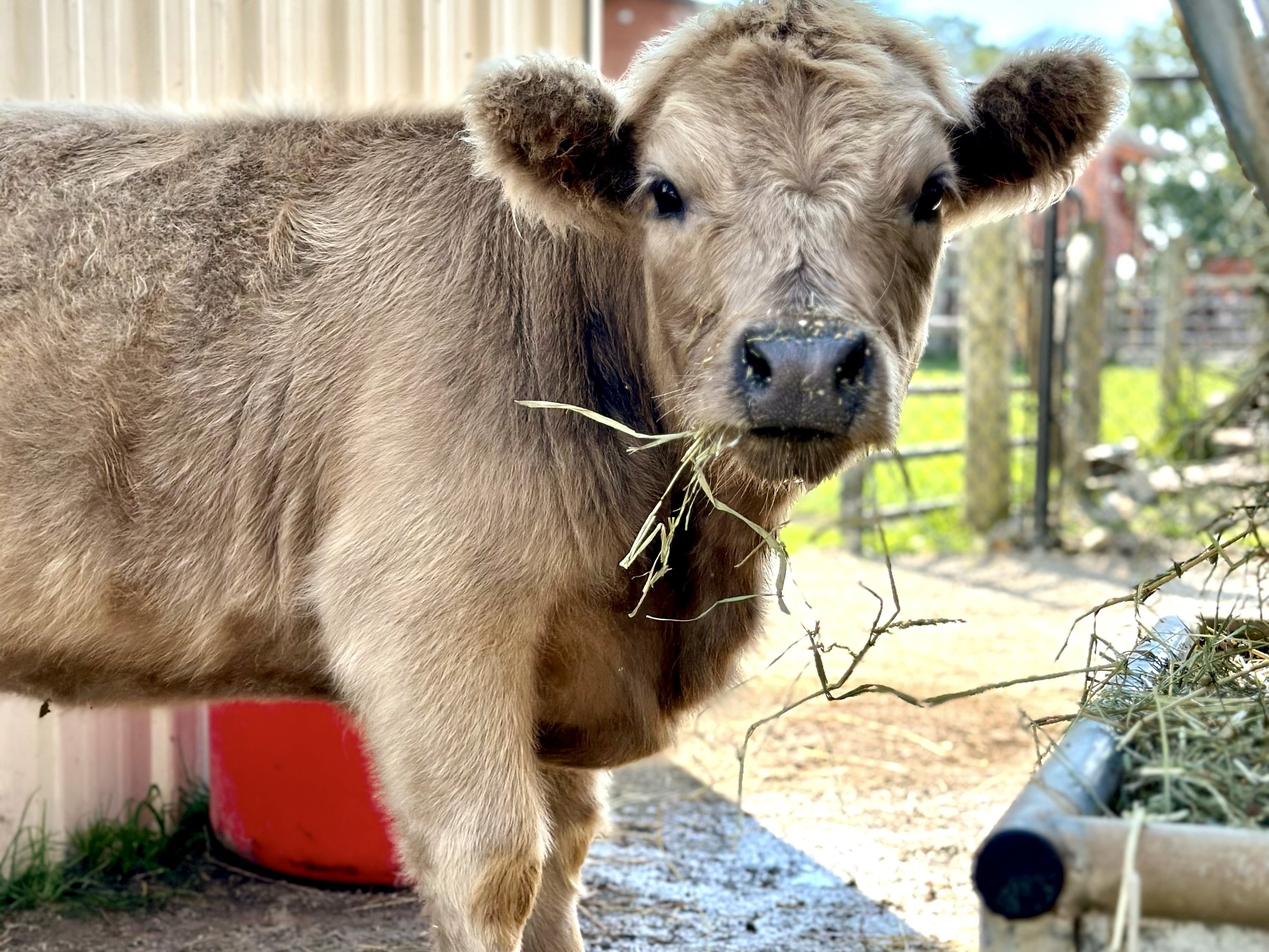 Mini Highland cow at Majestic Meadows Alpacas petting zoo Medina Ohio