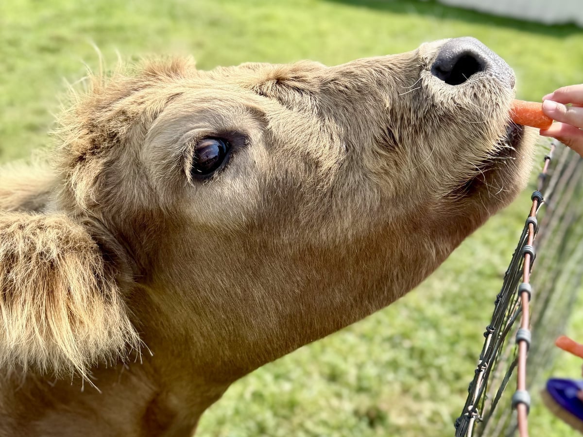 Fluffy micro mini cow at Majestic Meadows Alpacas Ohio