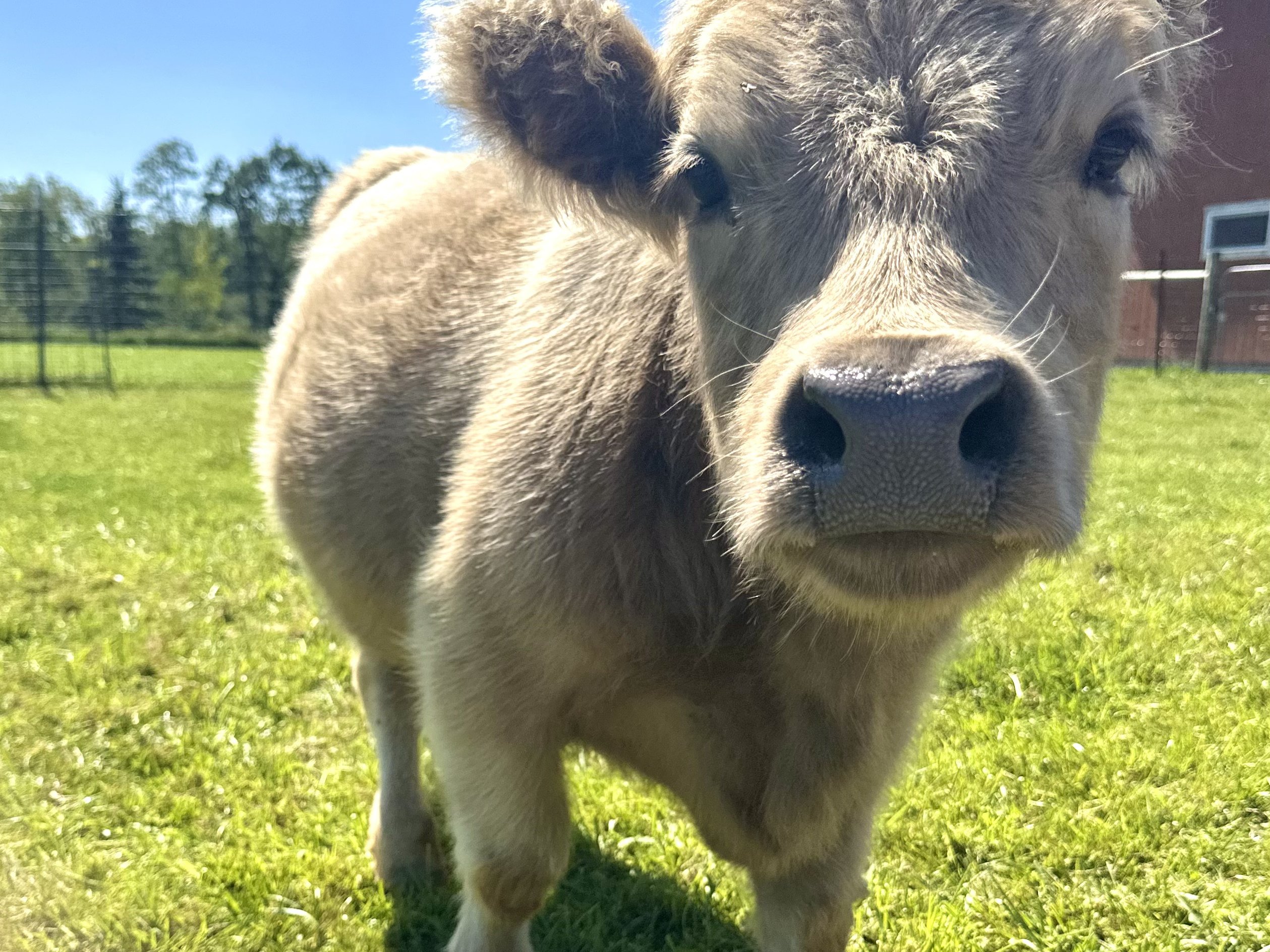 Mini cow encounter at Majestic Meadows Alpacas petting zoo
