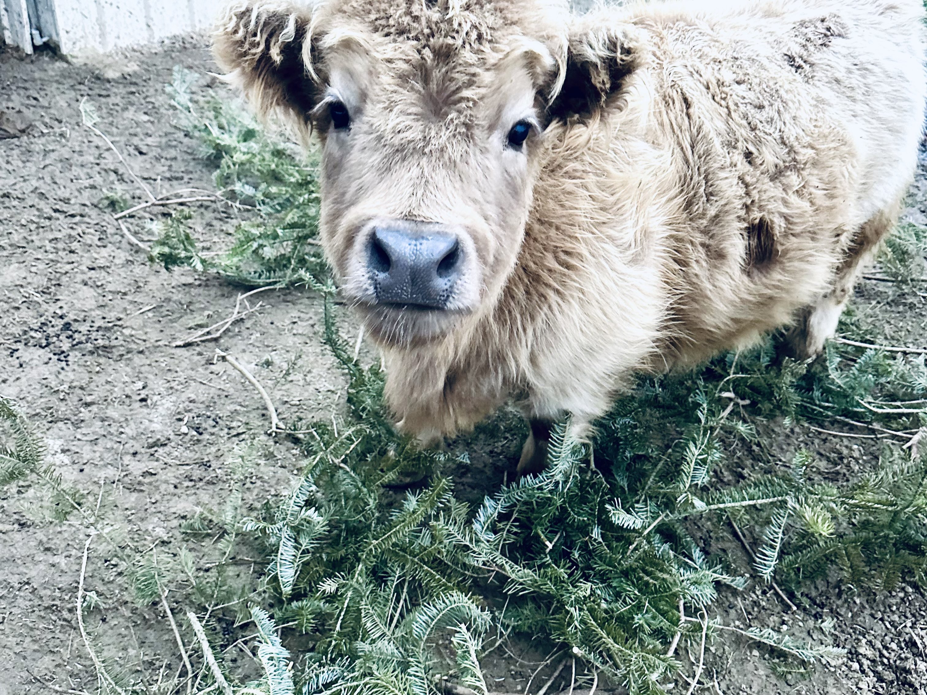 Adorable mini Highland cow at Majestic Meadows Alpacas Ohio