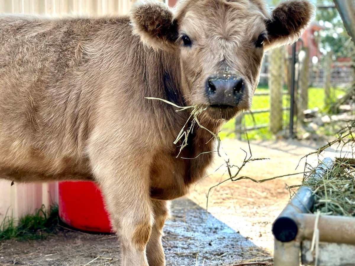 Meet mini cows at Majestic Meadows Alpacas Medina Ohio