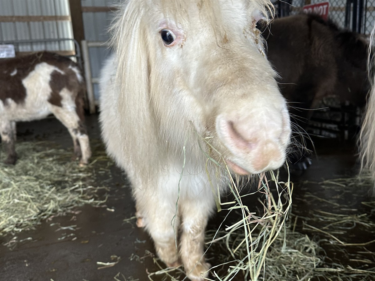 Friendly miniature horse at Majestic Meadows Alpacas Ohio