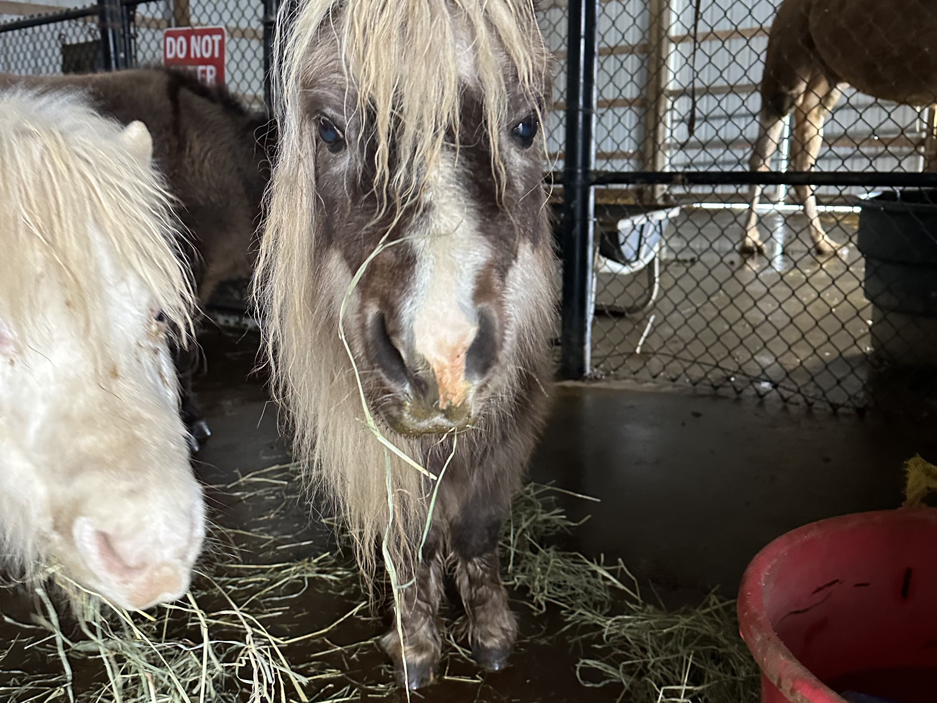 Mini horse closeup at Majestic Meadows family farm Medina