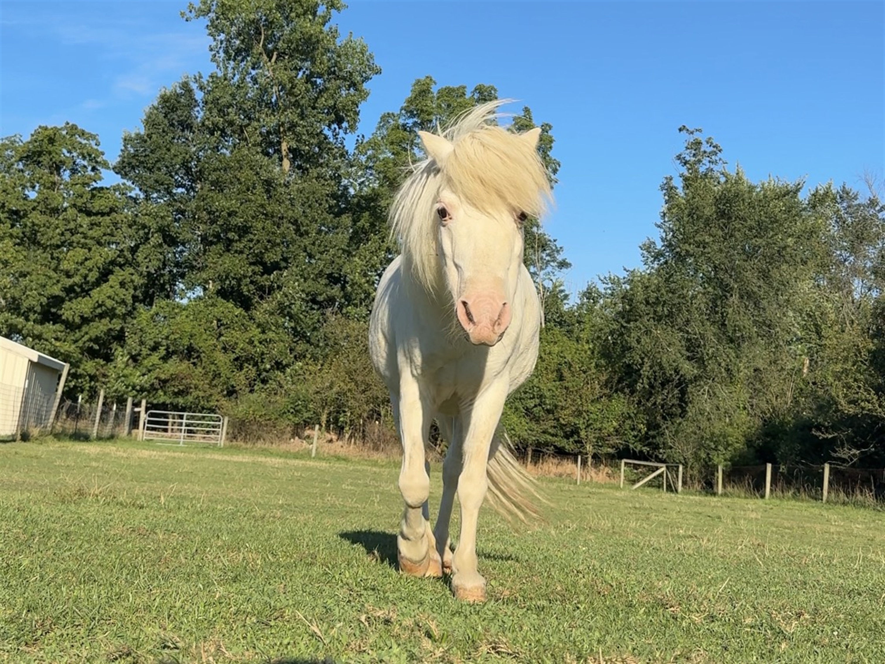 Mini horse encounter at Majestic Meadows Alpacas petting zoo