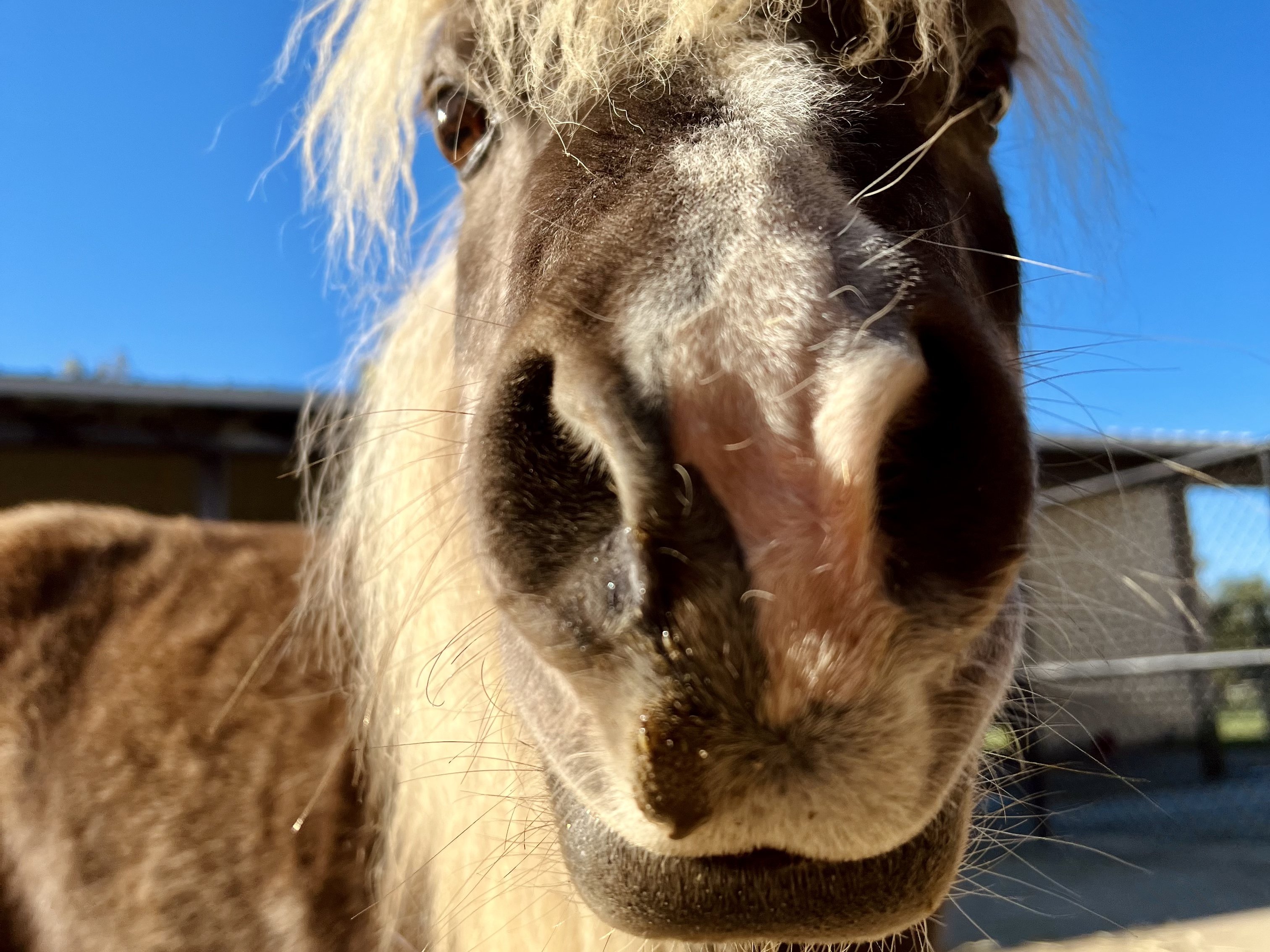 Beautiful mini horse at Majestic Meadows Alpacas Ohio