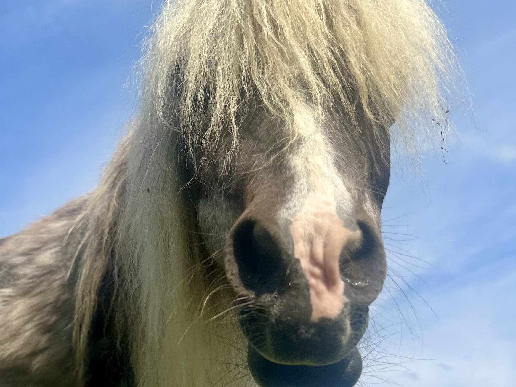 Meet mini horses at Majestic Meadows Alpacas Medina Ohio