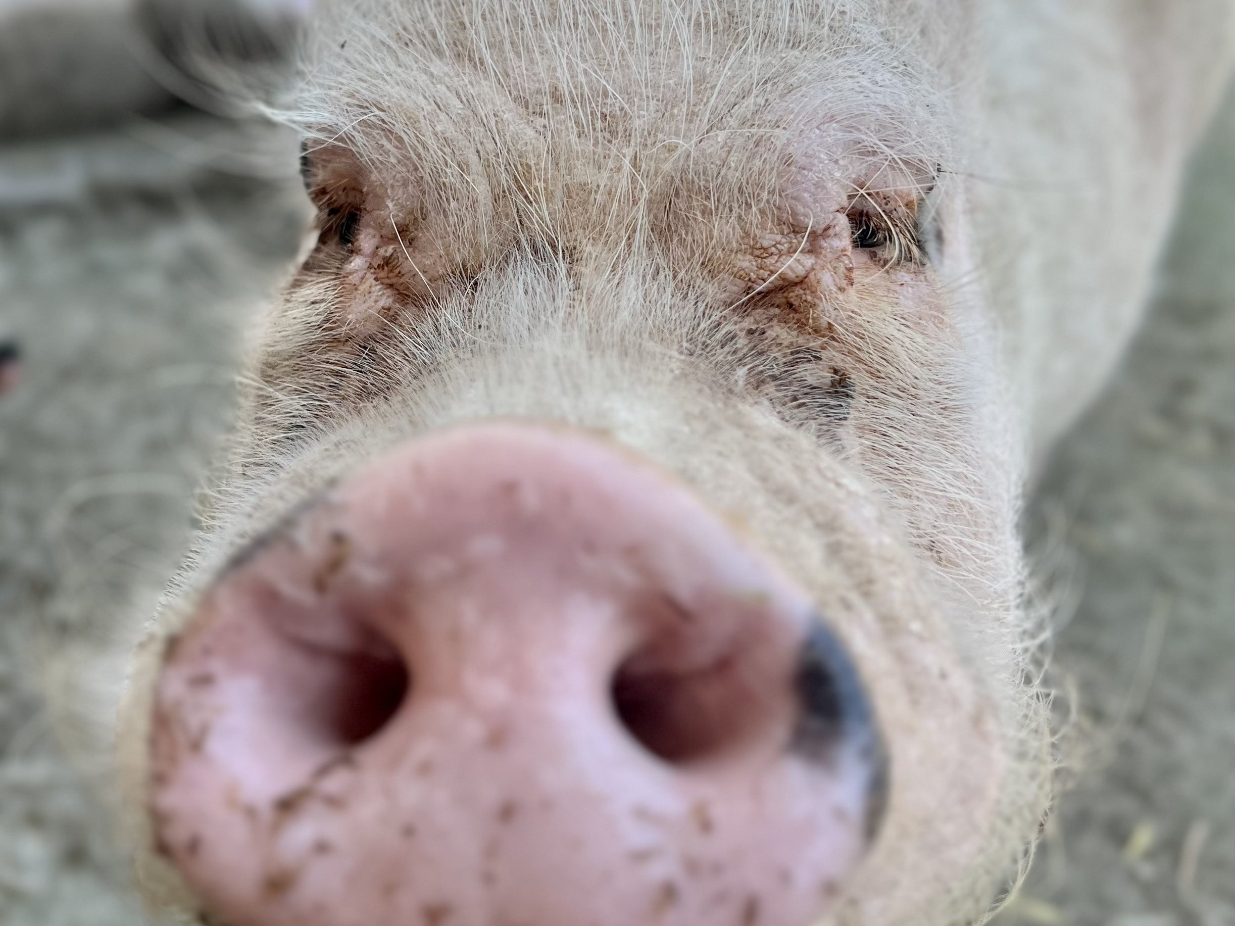 Potbellied pig at Majestic Meadows family farm Medina