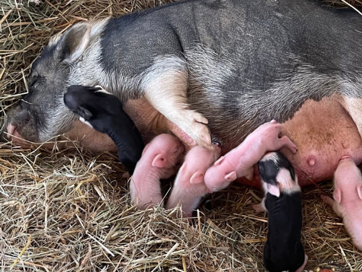 Mini pig encounter at Majestic Meadows Alpacas petting zoo