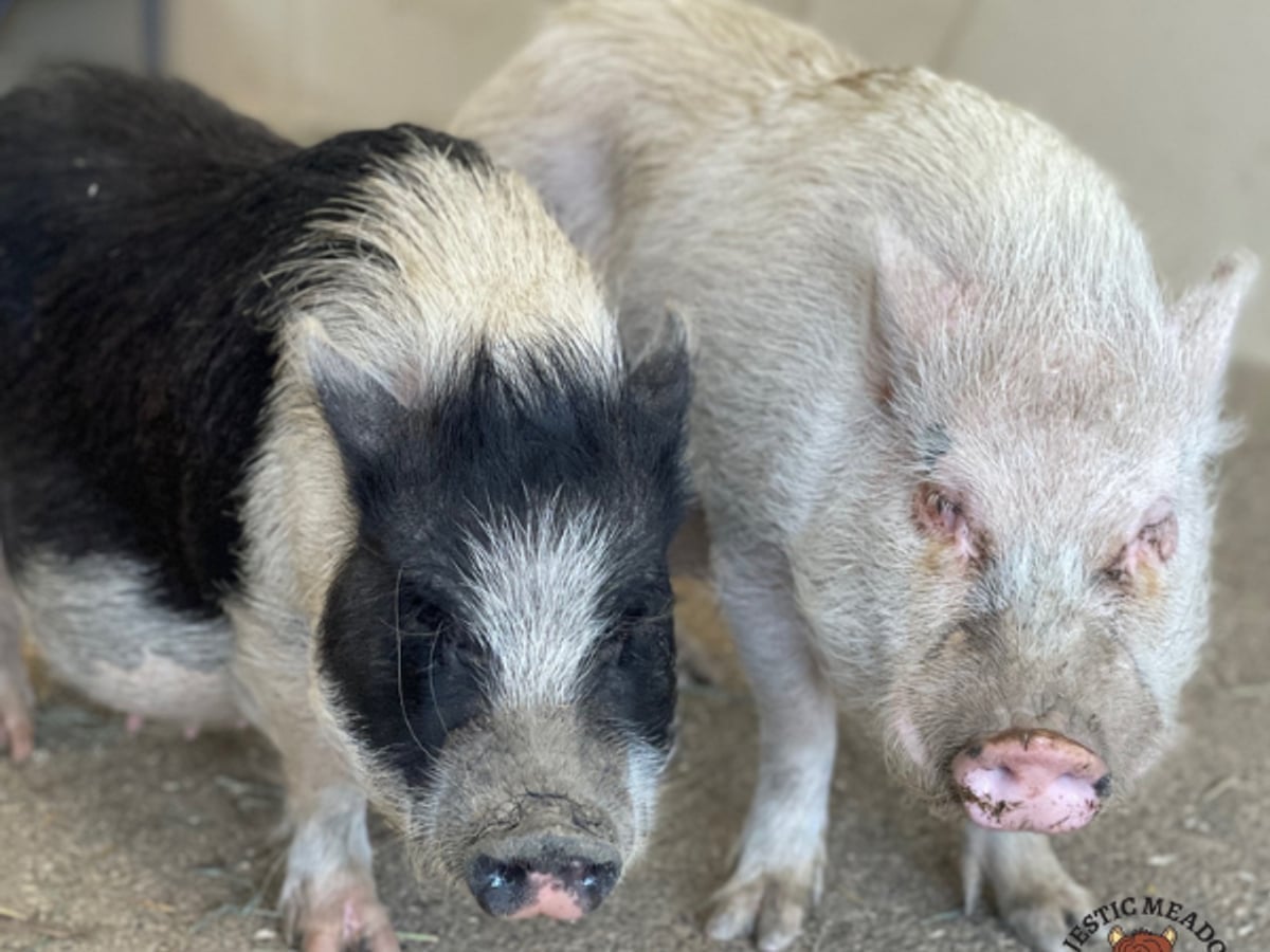 Adorable mini pig at Majestic Meadows Alpacas Ohio