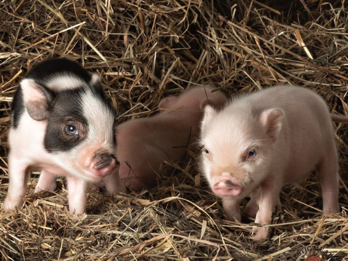 Meet mini pigs at Majestic Meadows Alpacas Medina Ohio
