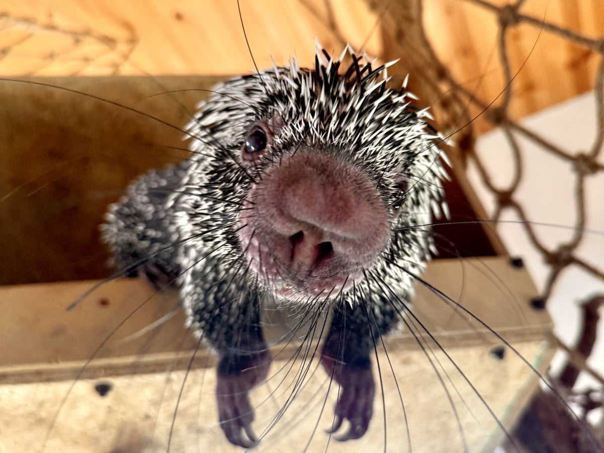 Porcupine encounter at Majestic Meadows Alpacas petting zoo