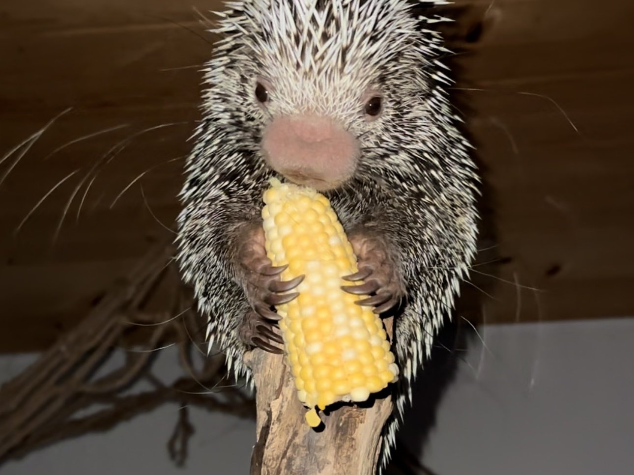Meet porcupines at Majestic Meadows Alpacas Medina Ohio