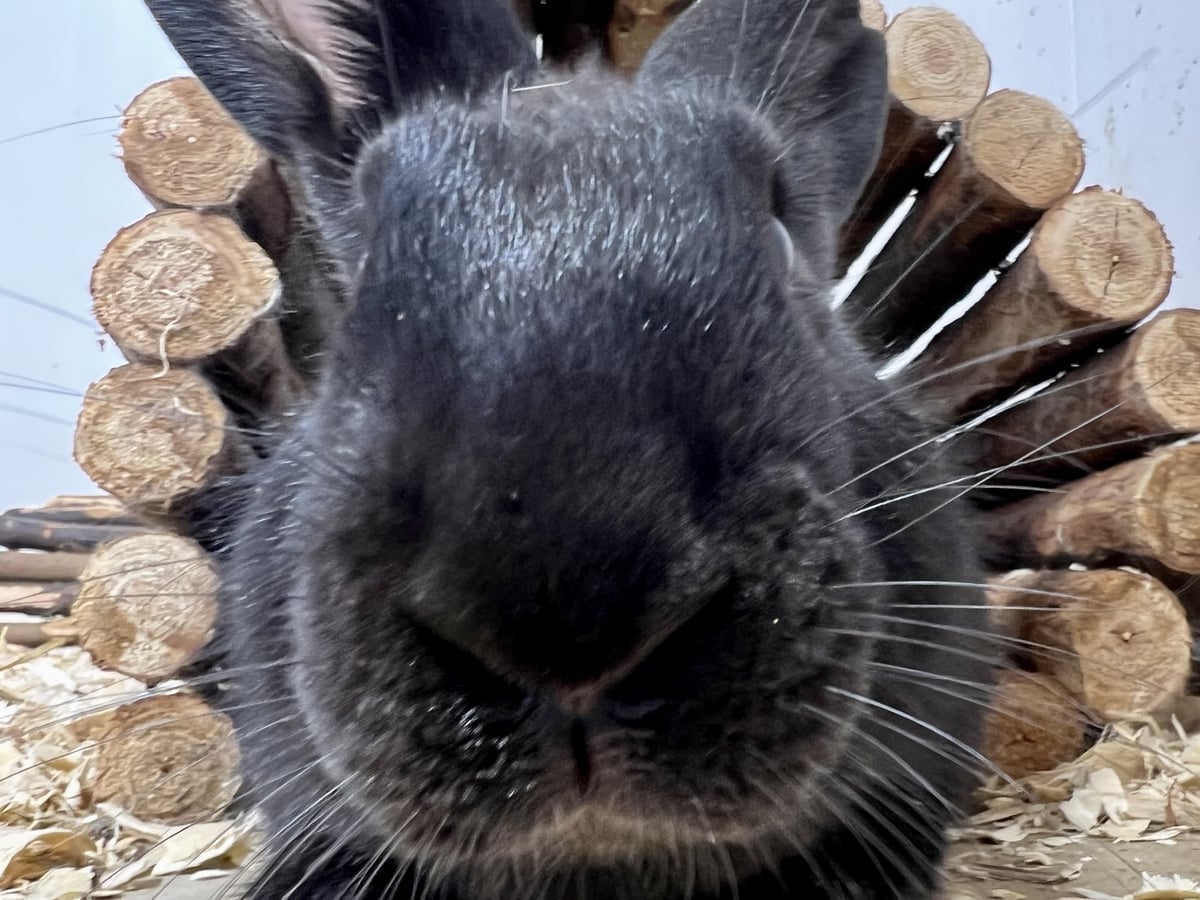 Giant rabbit at Majestic Meadows Alpacas Ohio