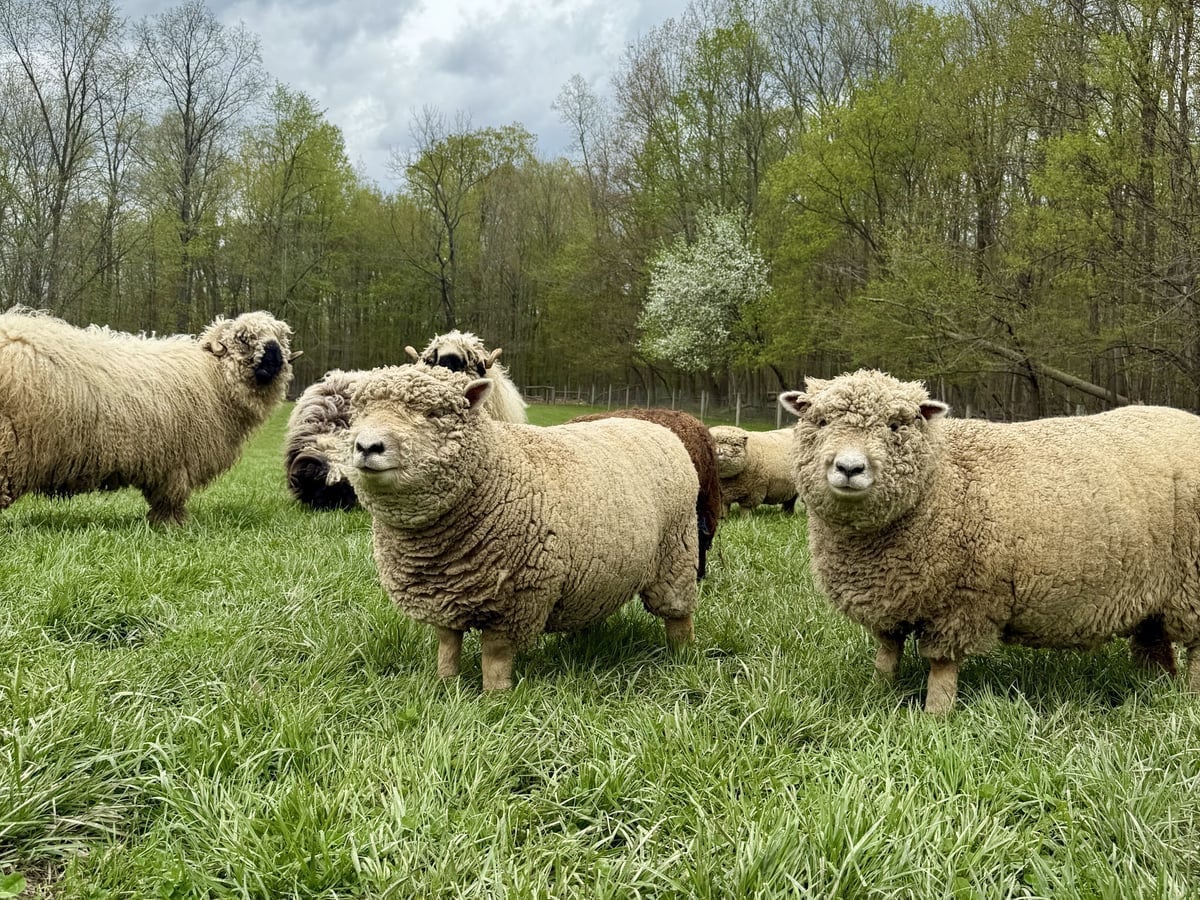 Babydoll Southdown sheep at Majestic Meadows Alpacas Ohio