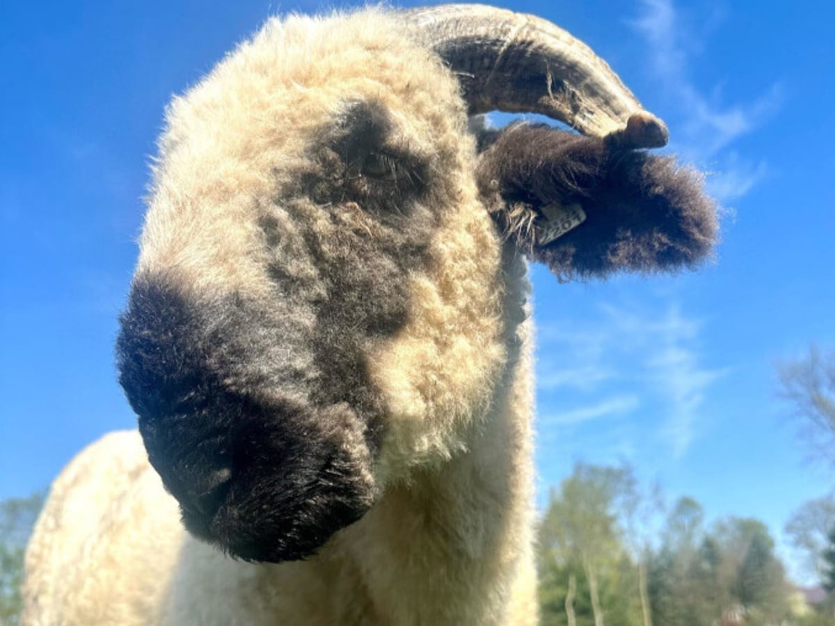 Sheep at Majestic Meadows family farm Medina