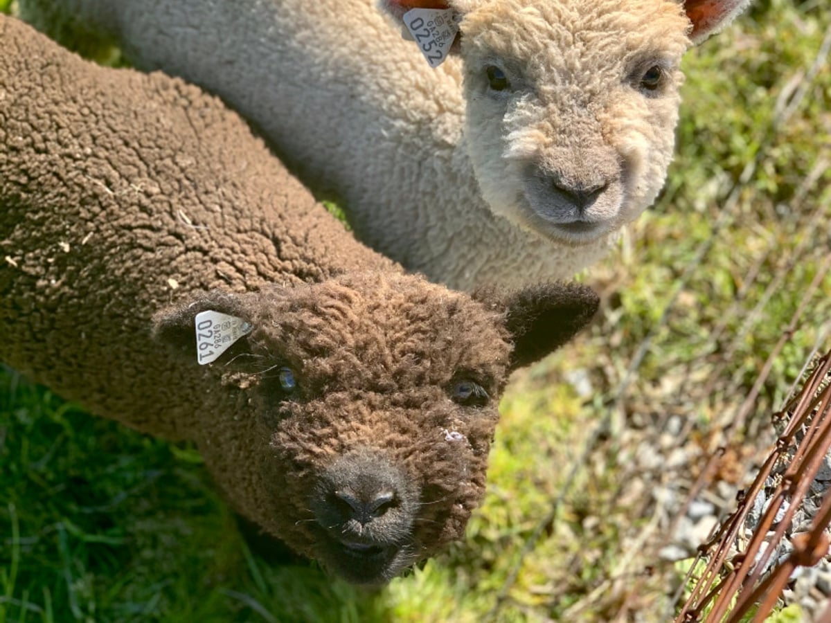 Meet sheep at Majestic Meadows Alpacas Medina Ohio