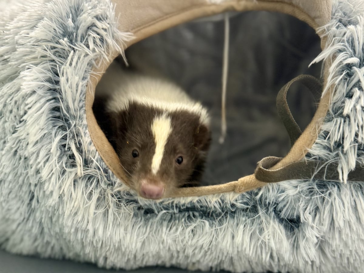 Striped skunk at Majestic Meadows Alpacas petting zoo Medina Ohio