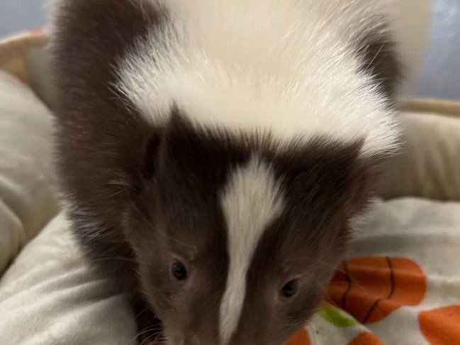 Skunk at Majestic Meadows family farm Medina