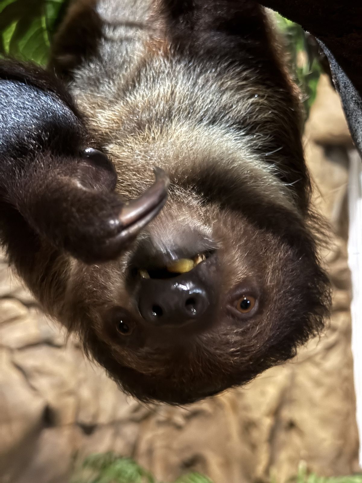 Two-toed sloth closeup at Majestic Meadows Alpacas Ohio