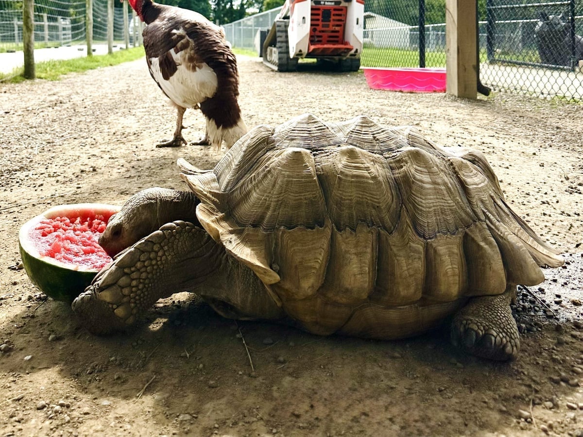 Sulcata tortoise at Majestic Meadows Alpacas petting zoo Medina Ohio