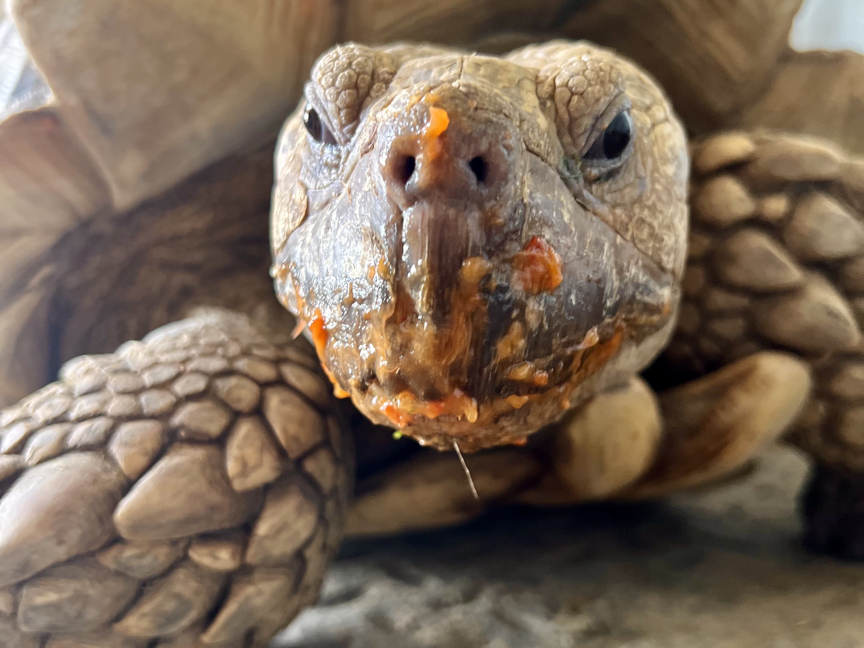 Sulcata tortoise at Majestic Meadows family farm Medina