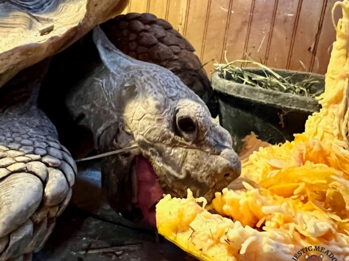 African spurred tortoise at Majestic Meadows Alpacas Ohio
