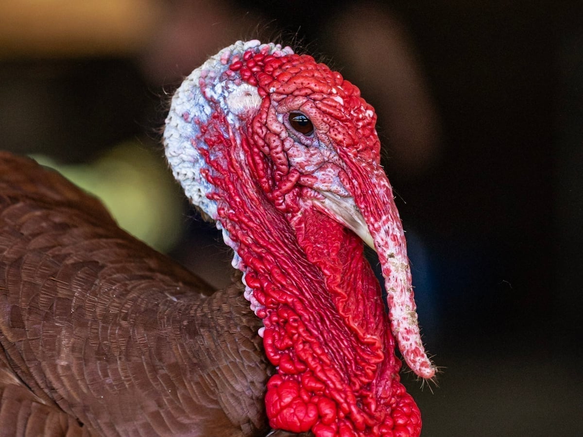 Turkey at Majestic Meadows Alpacas petting zoo Medina Ohio