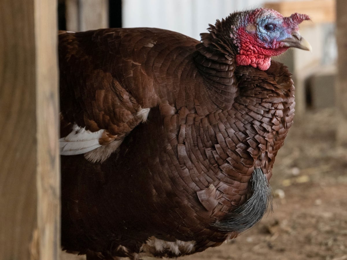 Heritage turkey at Majestic Meadows Alpacas Ohio