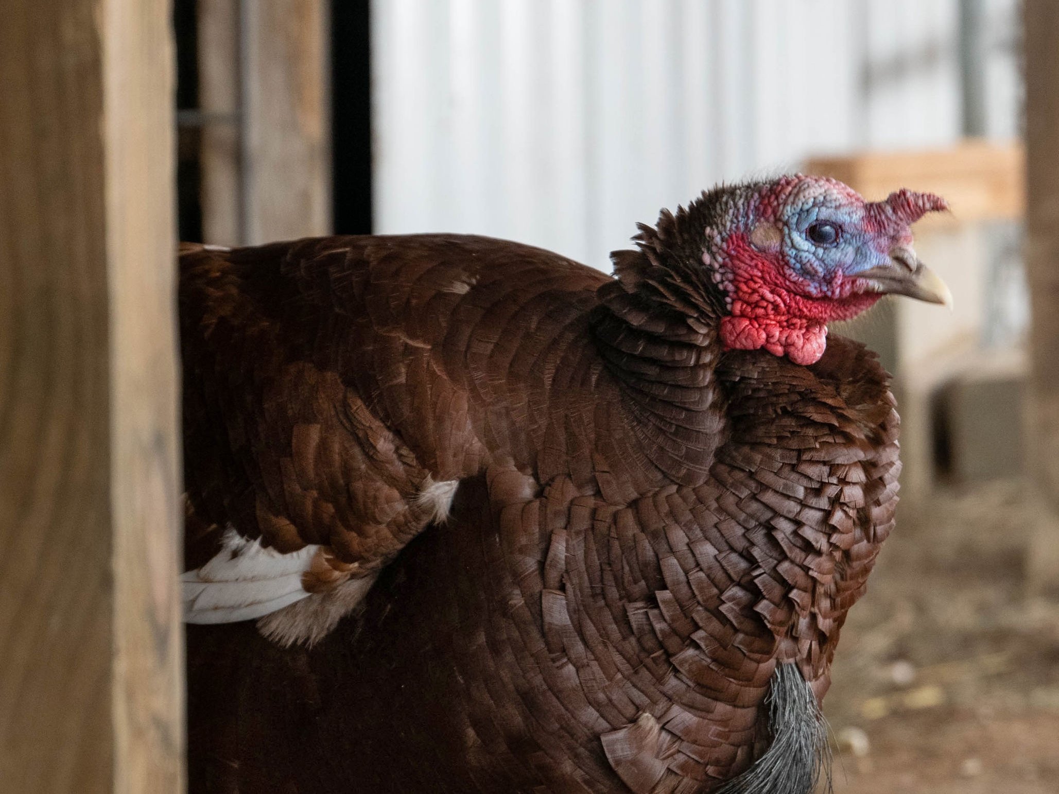 Turkey display at Majestic Meadows Alpacas petting zoo
