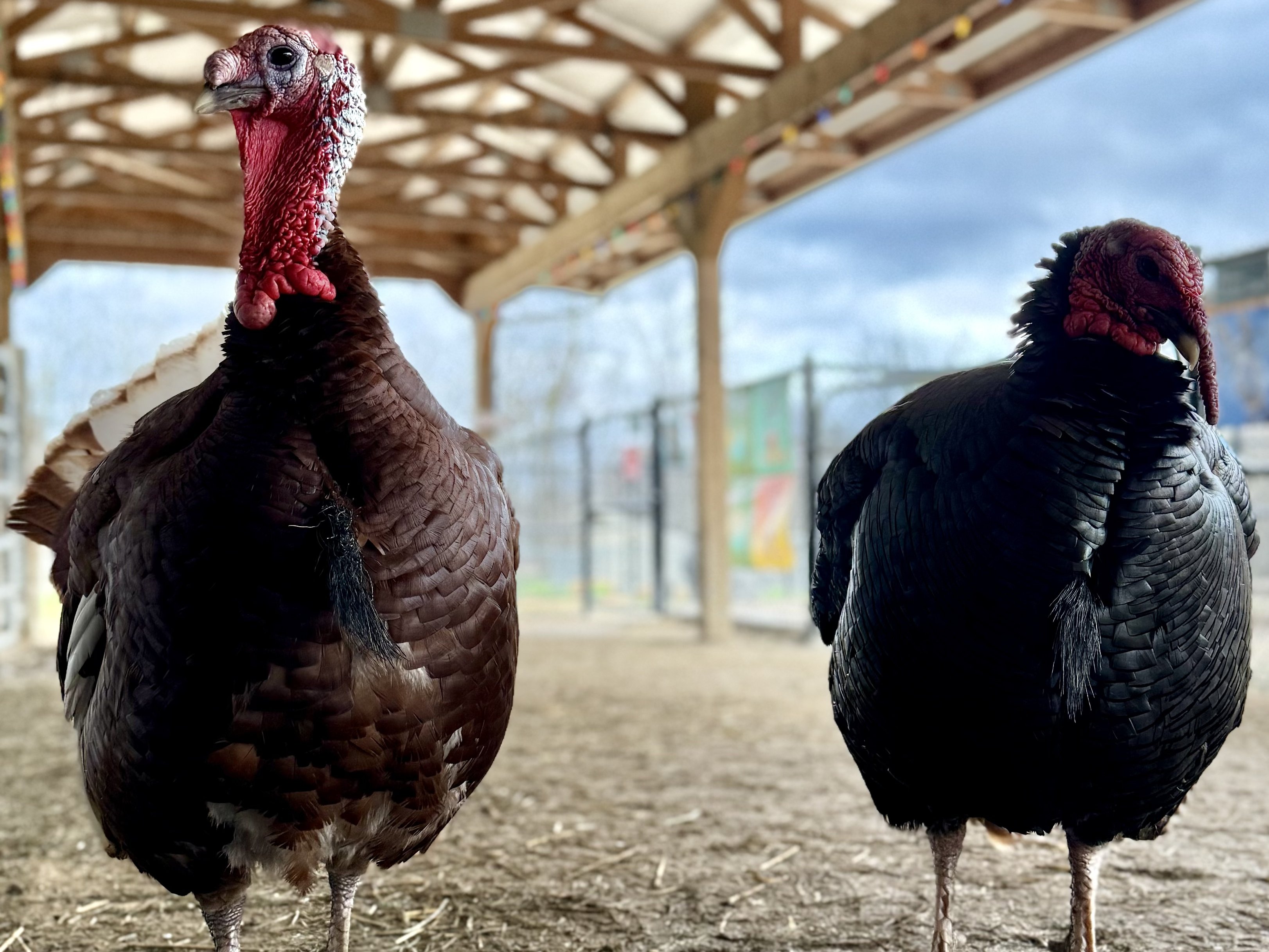 Meet turkeys at Majestic Meadows Alpacas Medina Ohio