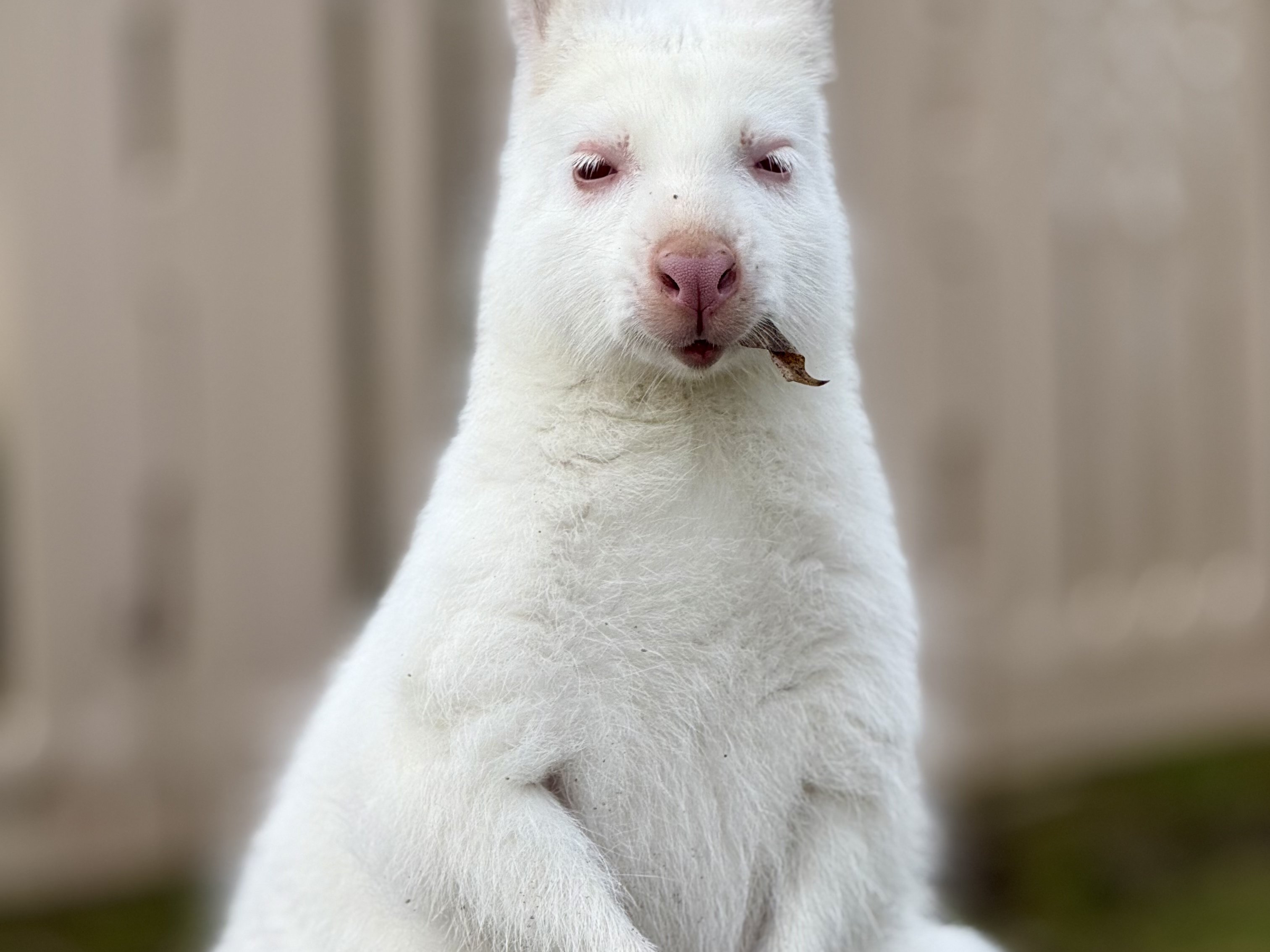 Adorable wallaby at Majestic Meadows Alpacas Ohio