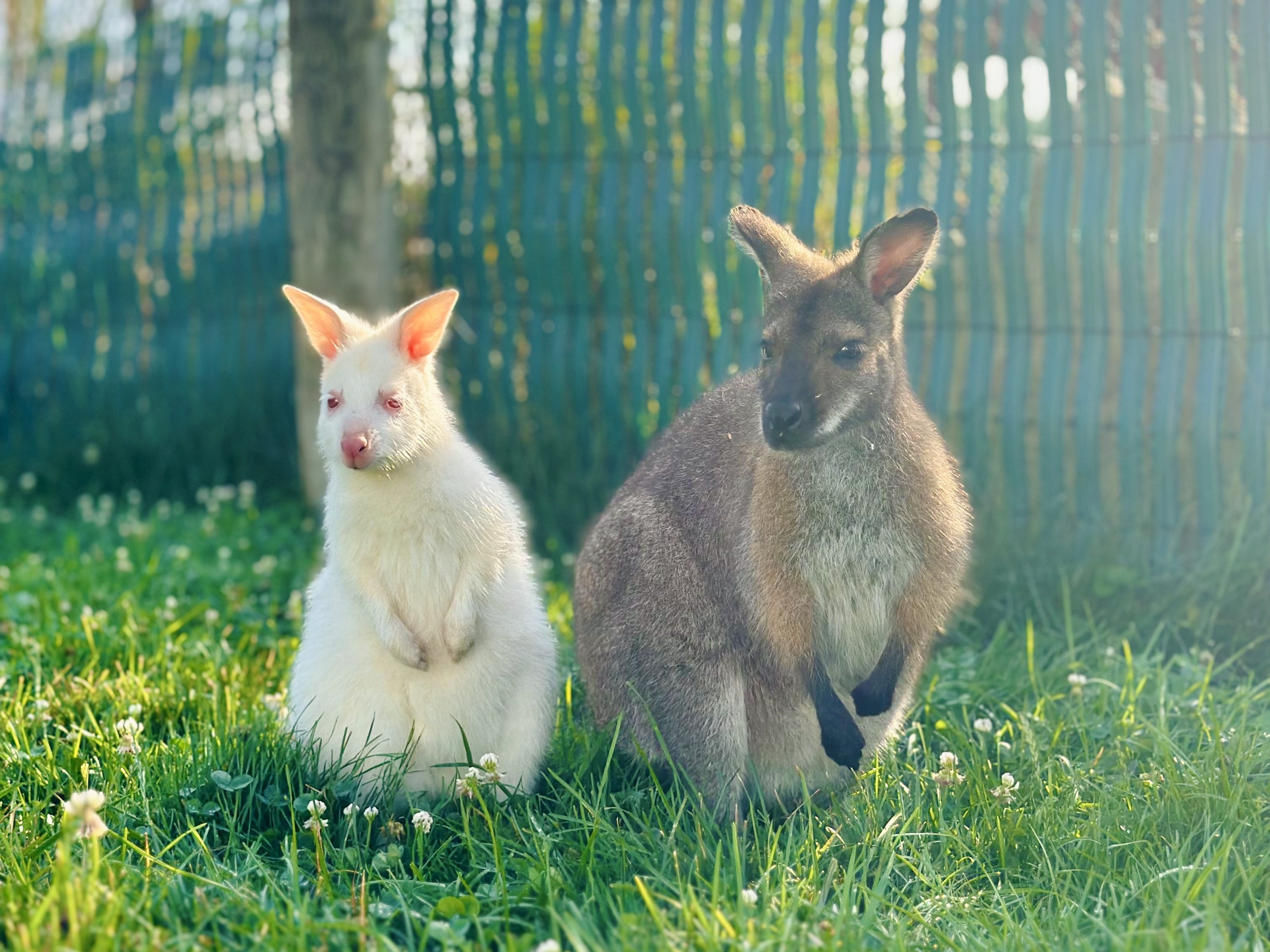Wallaby encounter at Majestic Meadows Alpacas petting zoo