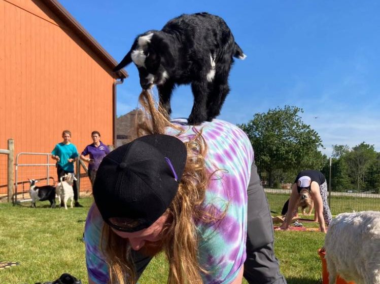 Goat yoga session at Majestic Meadows Alpacas petting zoo