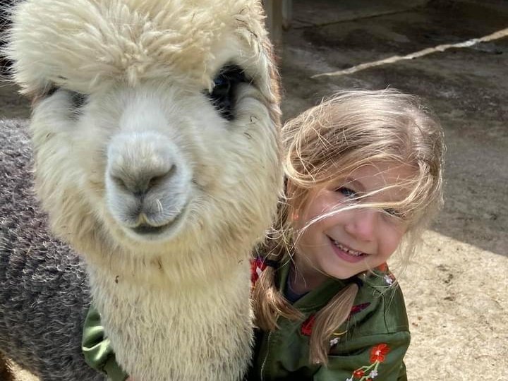 Junior Farmers activities at Majestic Meadows Alpacas petting zoo